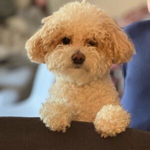 Meet your Posher, Chana